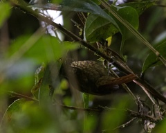 Syndactyla rufosuperciliata