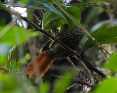 Syndactyla rufosuperciliata