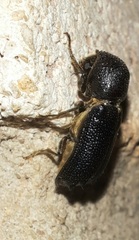Amphicerus cornutus