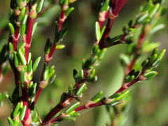 Cliffortia ericifolia