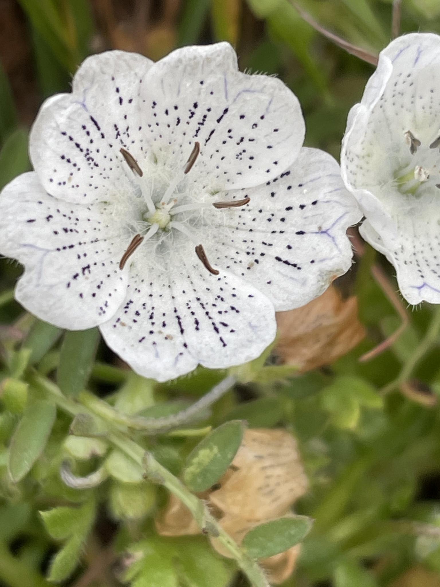 Nemophila menziesii var. atomaria