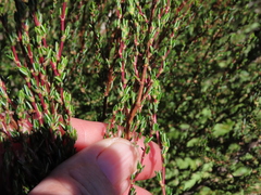 Cliffortia ericifolia