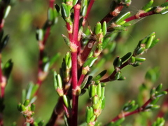 Cliffortia ericifolia