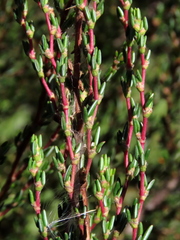 Cliffortia ericifolia