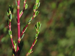 Cliffortia ericifolia