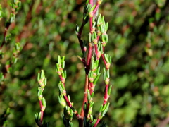 Cliffortia ericifolia