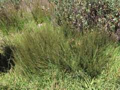 Cliffortia ericifolia
