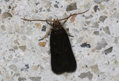 Lecithocera terrigena