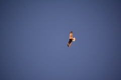 Circus aeruginosus aeruginosus