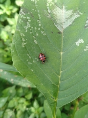 Coleomegilla occulta