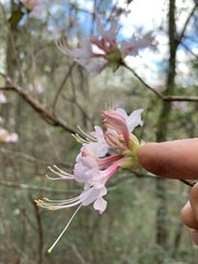 Image of Rhododendron canescens