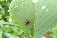 Coleomegilla occulta
