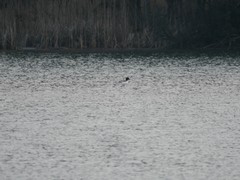 Mergus merganser