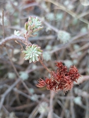 Sedum griseum