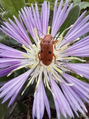 Leptopalpus rostratus
