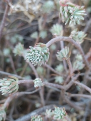 Sedum griseum