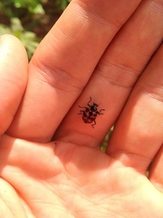 Coleomegilla occulta