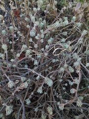 Sedum griseum