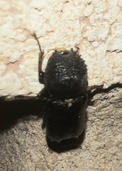 Amphicerus cornutus