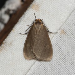 Pagara simplex