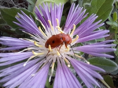 Leptopalpus rostratus