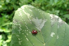 Coleomegilla occulta