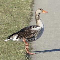 Anser anser