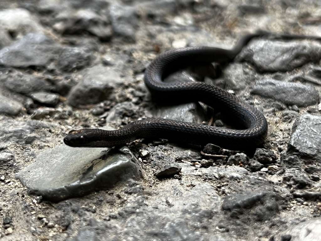 Jamaican Long-Tailed Groundsnake