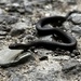 Jamaican Long-tailed Groundsnake - Photo (c) Damany Calder, some rights reserved (CC BY-NC), uploaded by Damany Calder