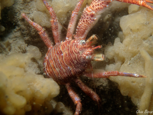 Black Squat Lobster, Zeelandbrug, Zierikzee, Netherlands, photo 9 of 10