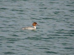 Mergus merganser