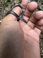 Hypsirhynchus polylepis