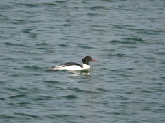 Mergus merganser