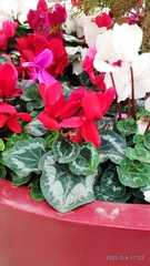 Cyclamen persicum
