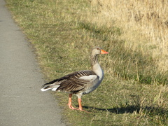 Anser anser