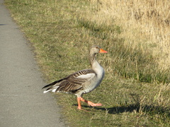 Anser anser