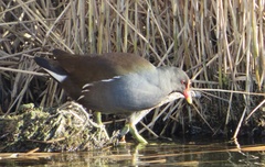 Gallinula chloropus