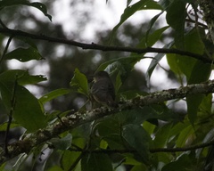 Knipolegus poecilurus