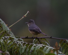 Knipolegus poecilurus
