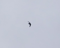 Streptoprocne rutila