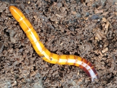 Orthostethus infuscatus