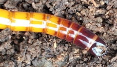 Orthostethus infuscatus