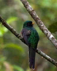 Trogon personatus
