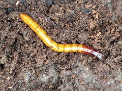 Orthostethus infuscatus