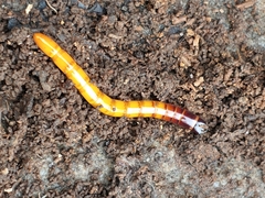 Orthostethus infuscatus