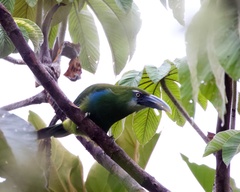 Aulacorhynchus coeruleicinctis