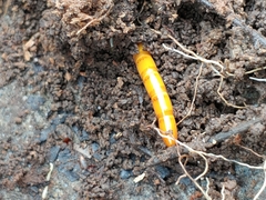 Orthostethus infuscatus