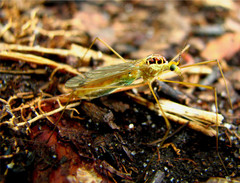 Nephrotoma virescens