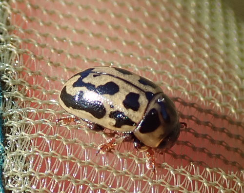 Gonioctena variabilis