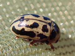 Gonioctena variabilis